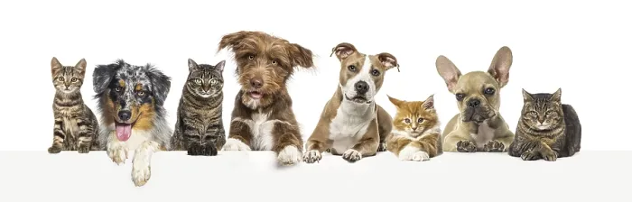 Framed Print : Group of pets together, cats and dogs