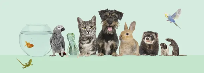 Framed Print : Group of pets together on top of an empty web banner to place text Framed Print : Group of pets together on top of an empty web banner to place text