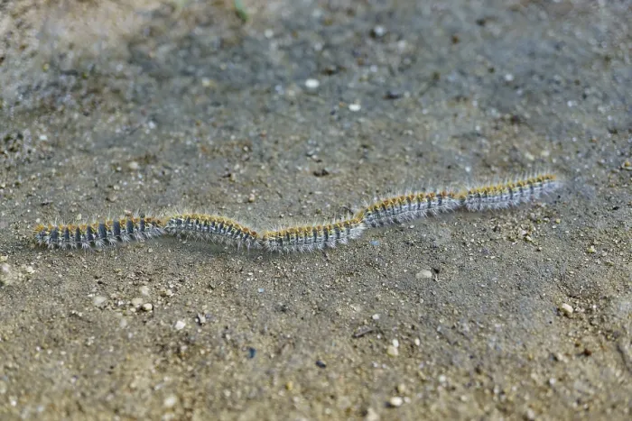 Framed Print : Group of processionary caterpillars in a row dangerous pest for animals and plants
