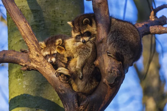 Framed Print : A group of raccoons sitting high in a tree Framed Print : A group of raccoons sitting high in a tree