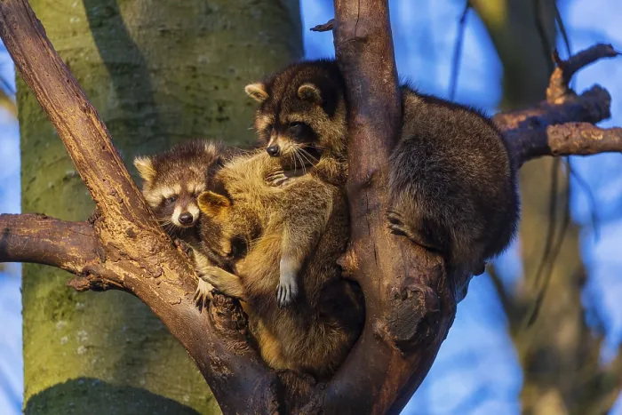 Framed Print : A group of raccoons sitting high in a tree