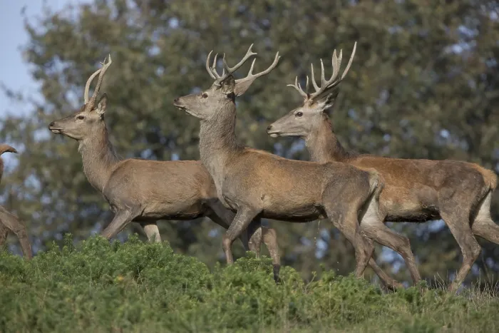 Framed Print : Group of red deer, young males Framed Print : Group of red deer, young males
