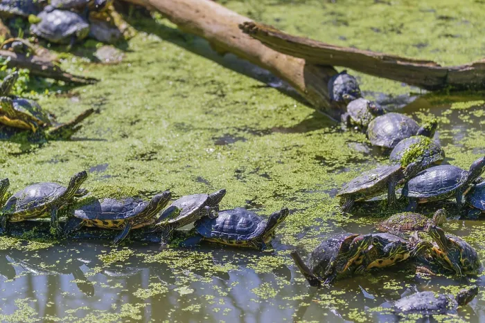 Framed Print : A group of red-eared slider (Trachemys scripta elegans)rests on logs lying in a pond covered with Lemna minor Framed Print : A group of red-eared slider (Trachemys scripta elegans)rests on logs lying in a pond covered with Lemna minor