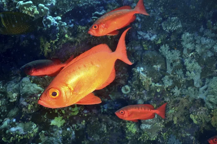 Framed Print : A group of red fish swim together underwater near corals