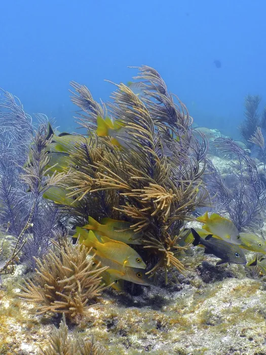 Framed Print : Group of schoolmaster snappers (Lutjanus apodus) in a typical Caribbean reef landscape