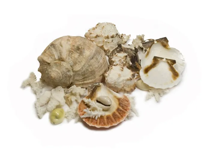 Framed Print : Group of sea shells and corals isolated