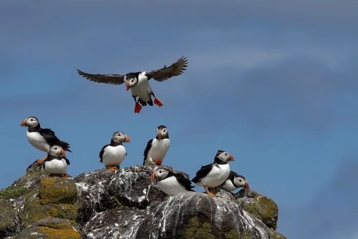 Framed Print : Group Of Seabird Species Atlantic Puffin (Fratercula arctica)