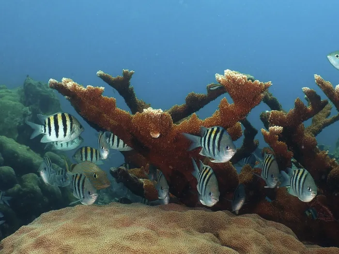 Framed Print : A group of sergeant major (Abudefduf saxatilis) at an elkhorn coral (Acropora palmata)