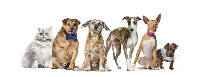 Framed Print : Group of sick, blind, injured, disabled dogs and cat in a row