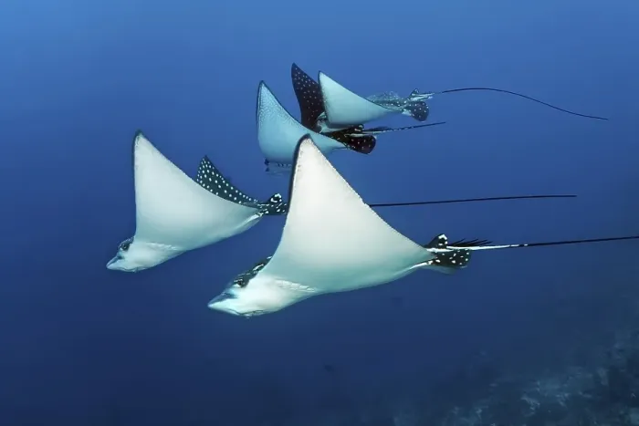 Framed Print : Group of Spotted Eagle Ray (Aetobatus narinari) swimming over coral reef