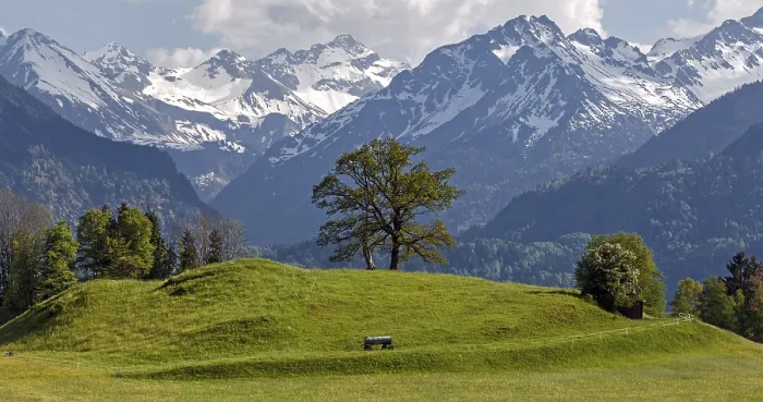 Framed Print : Group of trees in spring, snow-covered mountains of the Allgaeu Alps in the background