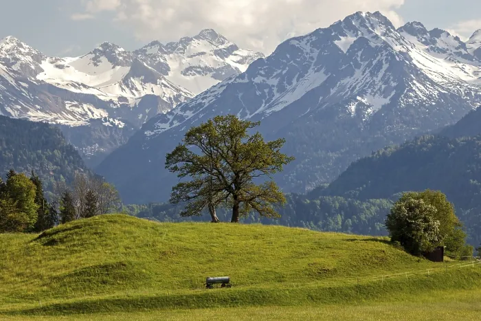 Framed Print : Group of trees in spring, snow-covered mountains of the Allgaeu Alps in the background