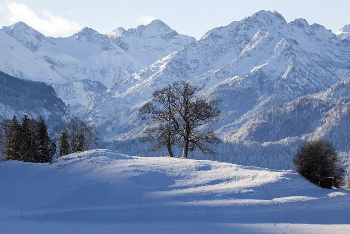 Framed Print : Group of trees in winter, snow-covered mountains of the Allgaeu Alps in the background