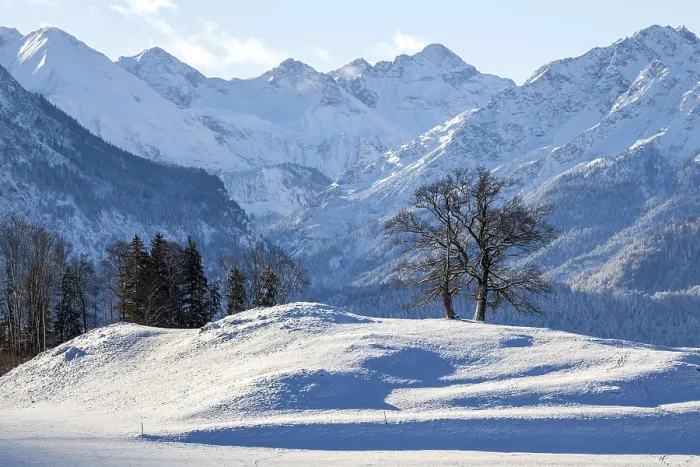 Framed Print : Group of trees in winter, snow-covered mountains of the Allgaeu Alps in the background