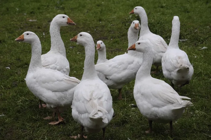 Framed Print : A group of white geese stands together in a meadow