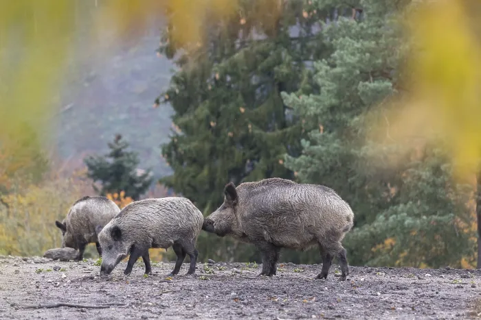 Framed Print : A group of wild boar or wild pig (Sus scrofa)