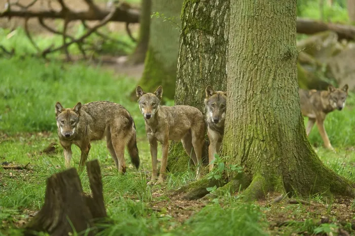 Framed Print : A group of wolves stands behind trees in the dense forest and watches attentively Framed Print : A group of wolves stands behind trees in the dense forest and watches attentively