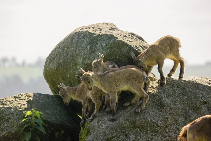 Framed Print : A group of young ibex (Capra ibex) play on a rock