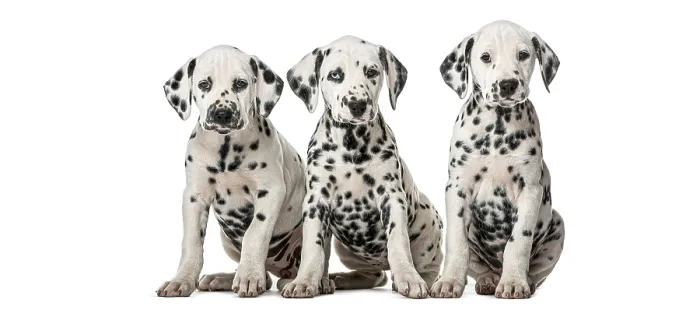 Framed Print : Group of three young spotted dalmatian puppies sitting
