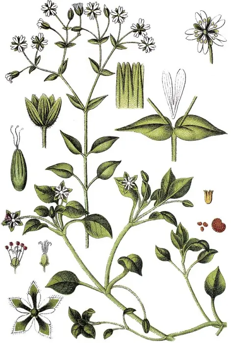 Framed Print : Grove Chickweed (Minuartia nemorum)