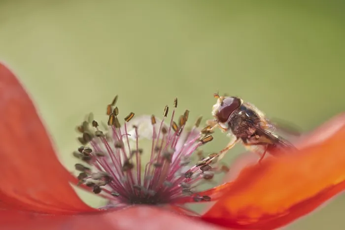 Framed Print : Grove hoverfly (Episyrphus balteatus) searching for pollen in a poppy flower (Papaver)