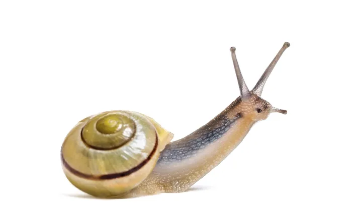 Framed Print : Grove snail or brown-lipped snail