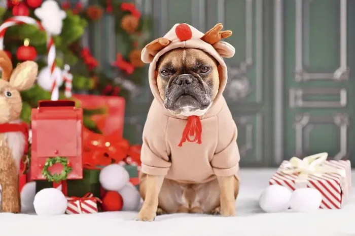 Framed Print : Grumpy Christmas reindeer dog Framed Print : Grumpy Christmas reindeer dog