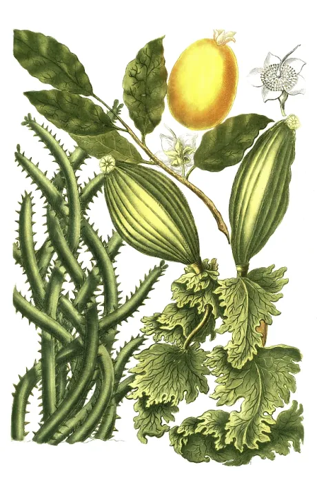Framed Print : Guanabanus javensis, guanabane