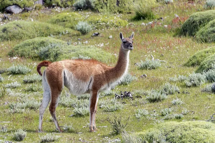 Framed Print : Guanaco (Lama guanicoe) from Torres del Paine National Park