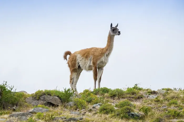 Framed Print : Guanaco (Llama guanicoe), also
