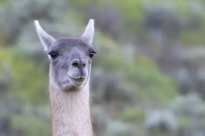 Framed Print : Guanaco (Llama guanicoe), Huanaco