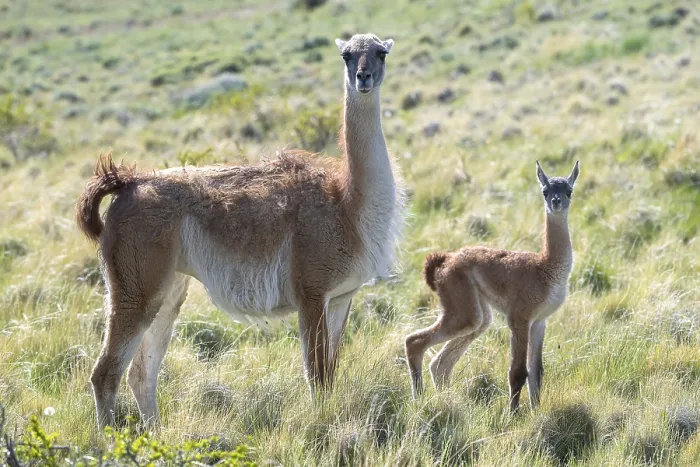 Framed Print : Guanaco (Llama guanicoe), Huanaco