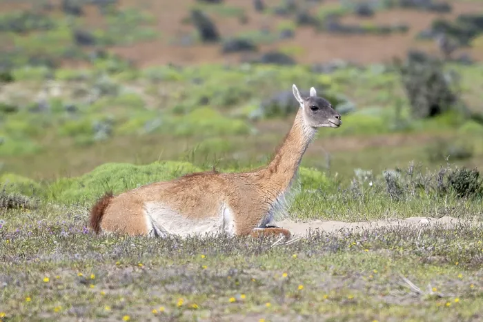 Framed Print : Guanaco (Llama guanicoe), Huanako Framed Print : Guanaco (Llama guanicoe), Huanako