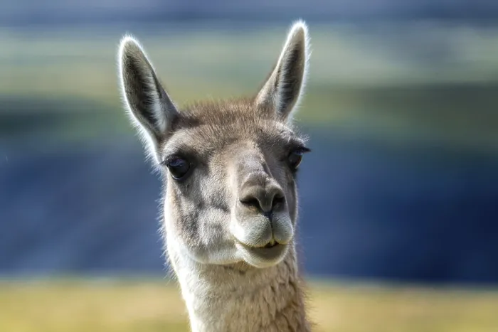 Framed Print : Guanaco (Llama guanicoe), portrait Framed Print : Guanaco (Llama guanicoe), portrait
