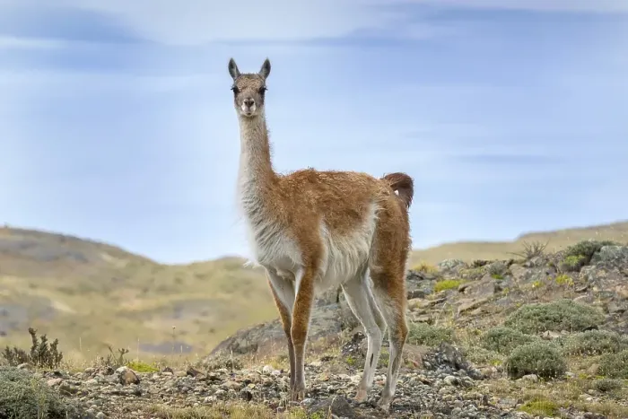 Framed Print : Guanaco (Llama guanicoe), stands in rocky terrain Framed Print : Guanaco (Llama guanicoe), stands in rocky terrain