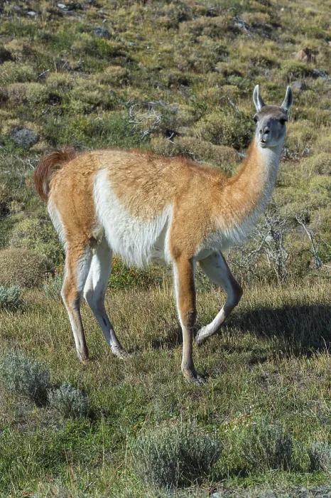 Framed Print : Guanaco (Llama guanicoe), Torres del Paine National Park