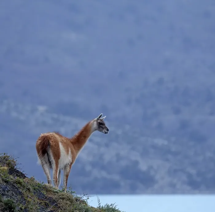 Framed Print : Guanaco (Llama guanicoe), Torres del Paine National Park Framed Print : Guanaco (Llama guanicoe), Torres del Paine National Park