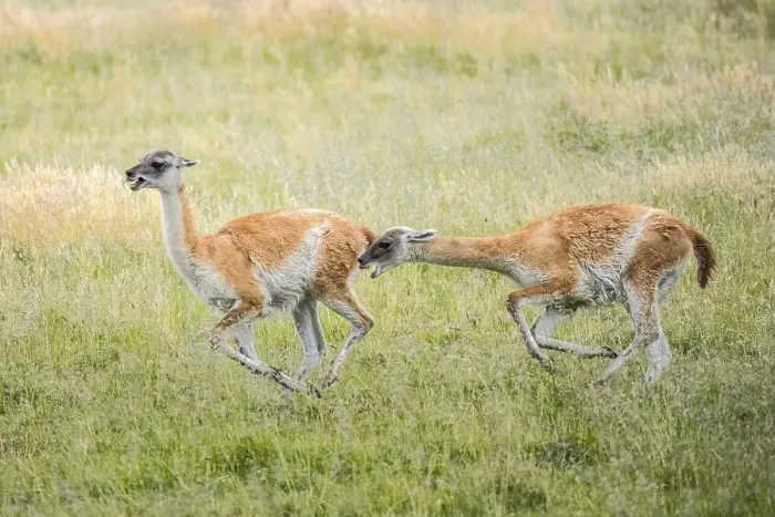 Framed Print : Guanacos (Llama guanicoe), two animals hunting each other Framed Print : Guanacos (Llama guanicoe), two animals hunting each other