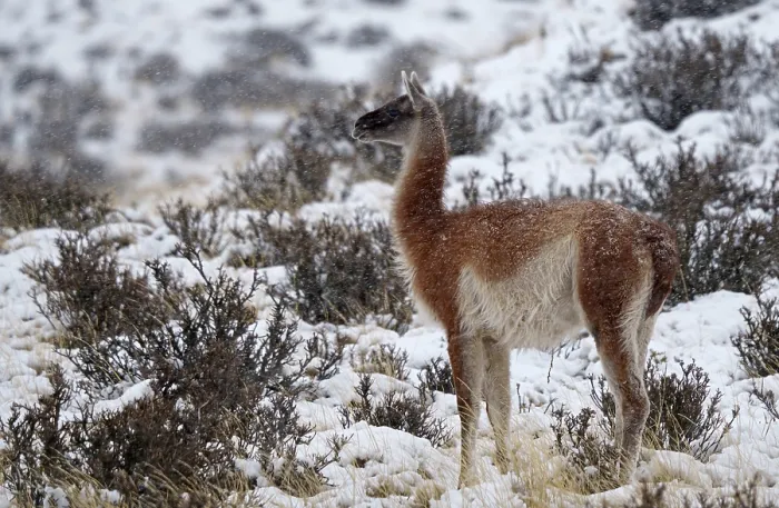 Framed Print : Guanacos (Llama guanicoe) in the snow Framed Print : Guanacos (Llama guanicoe) in the snow
