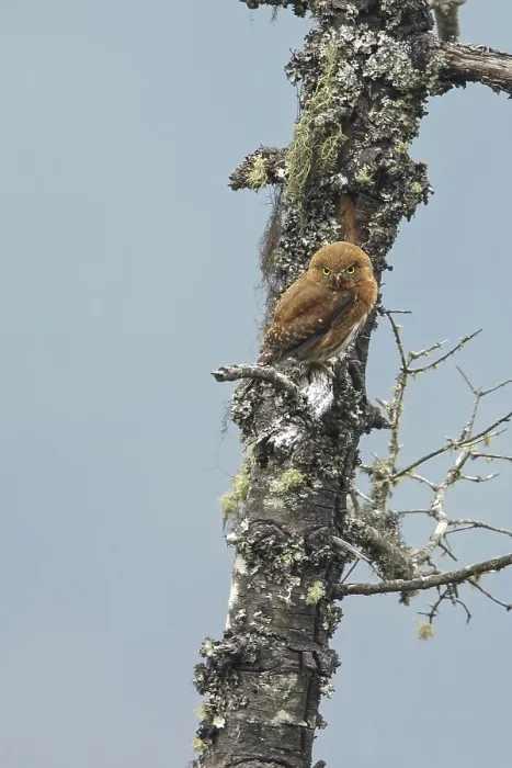 Framed Print : Guatemalan Pygmy-Owl (Glaucidium gnoma cobanense) perched on a branch in Guatemala in Central America