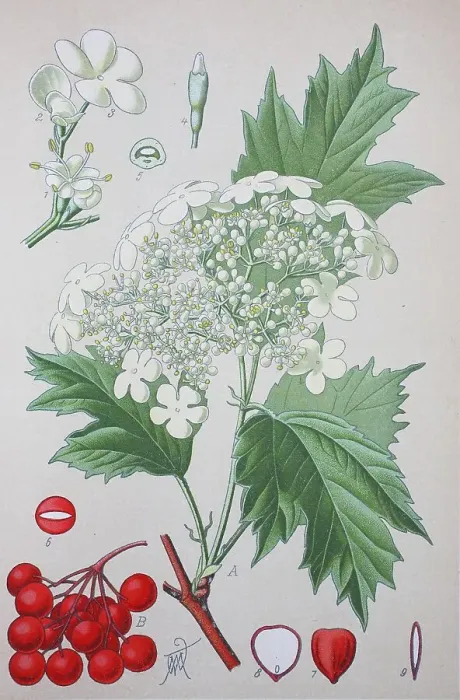 Framed Print : Guelder rose (Viburnum opulus)