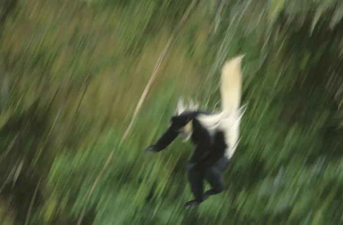 Framed Print : Guereza (Colobus abyssinicus)