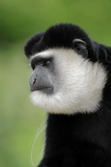 Framed Print : Guereza, Mantled guereza or Black and White Colobus Monkey (Colobus guereza)