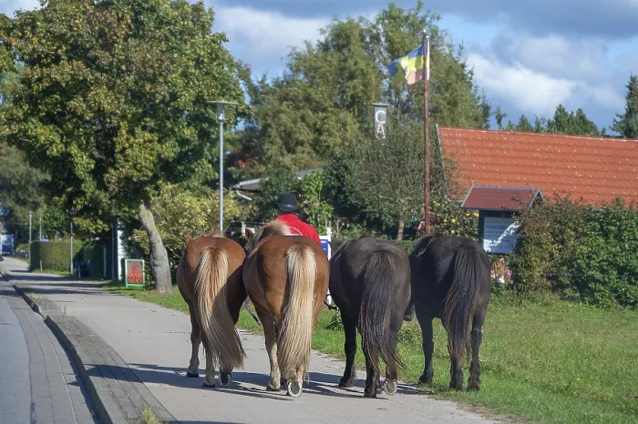 Framed Print : Four guided horses on the sidewalk Framed Print : Four guided horses on the sidewalk