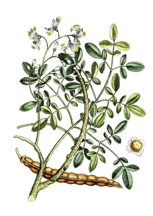 Framed Print : Guilandina moringa, horseradish tree, digital reproduction of a historical model, between 1790 and 1810