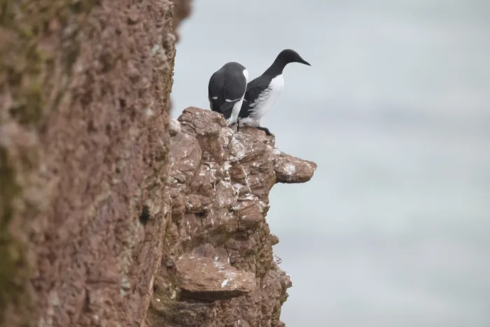 Framed Print : Two guillemots (Uria aalge)