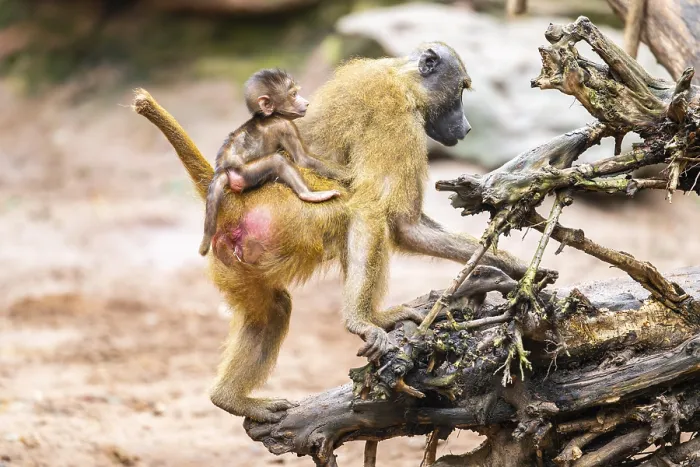 Framed Print : Guinea baboon (Papio papio) mother with her youngster walking
