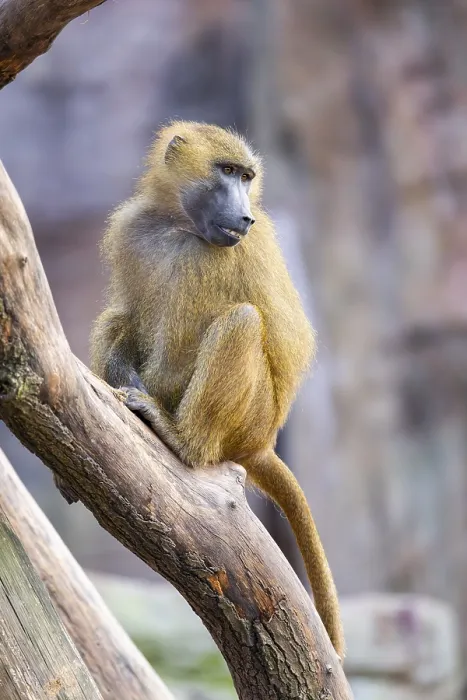 Framed Print : Guinea baboon (Papio papio) on a tree trunk