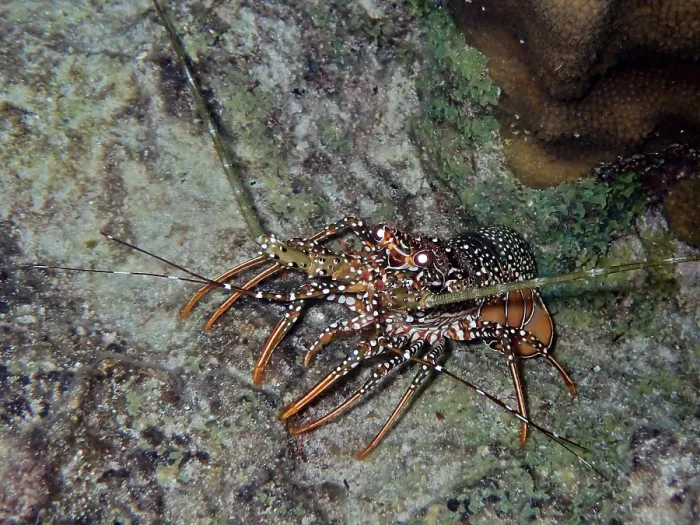 Framed Print : Guinea chick crayfish (Panulirus guttatus) crawls over a rock in the sea