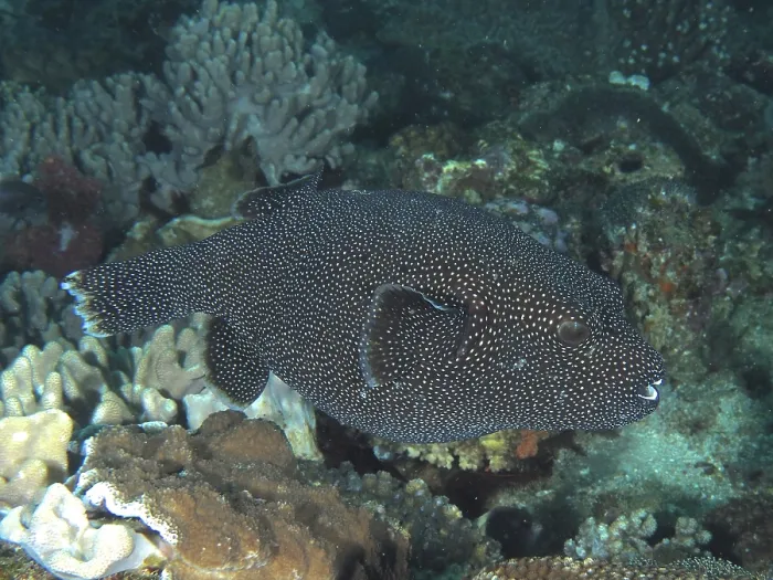Framed Print : Guinea fowl pufferfish (Arothron meleagris)